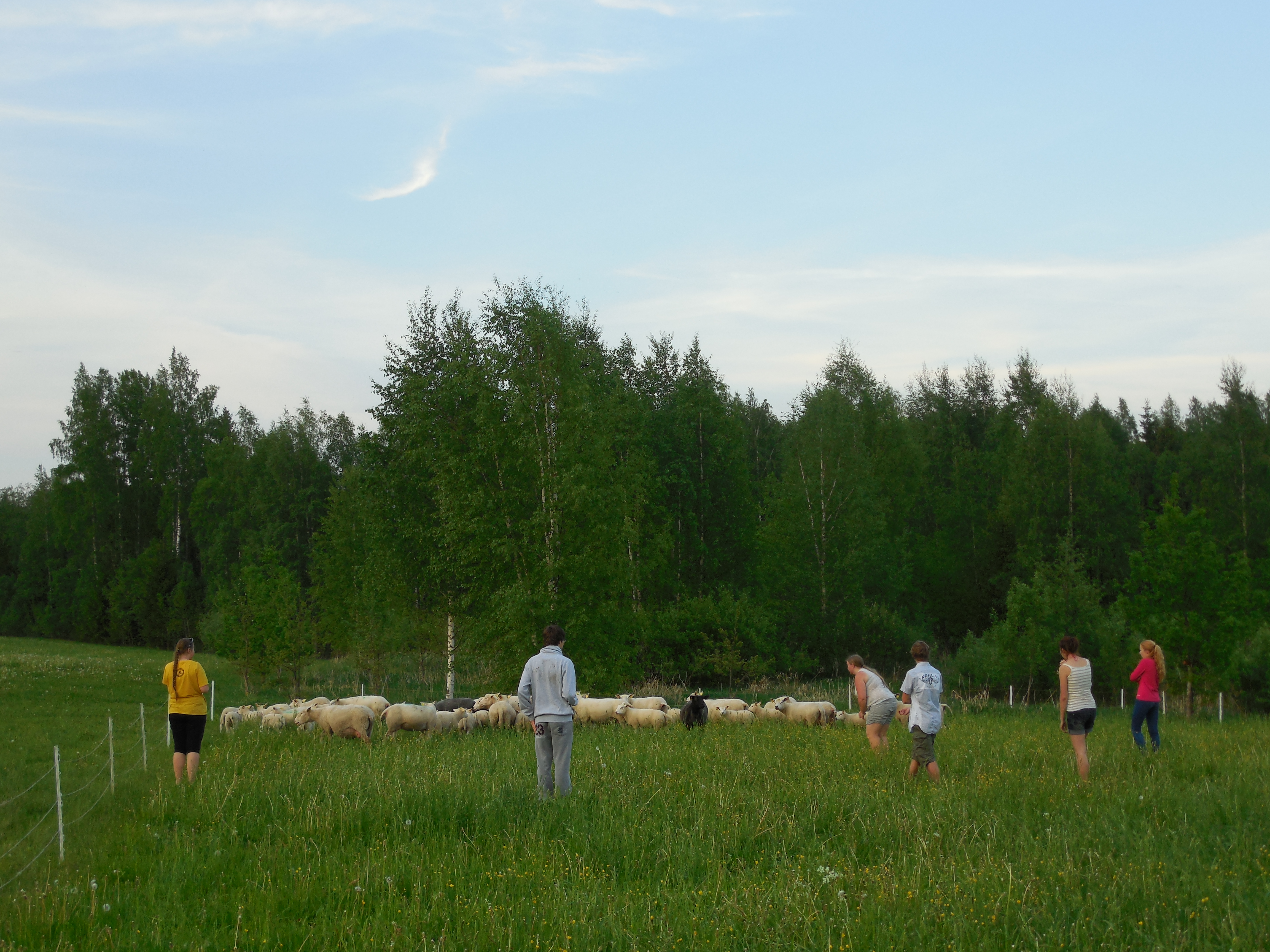 Õpilased lammastega tutvusi sobitamas