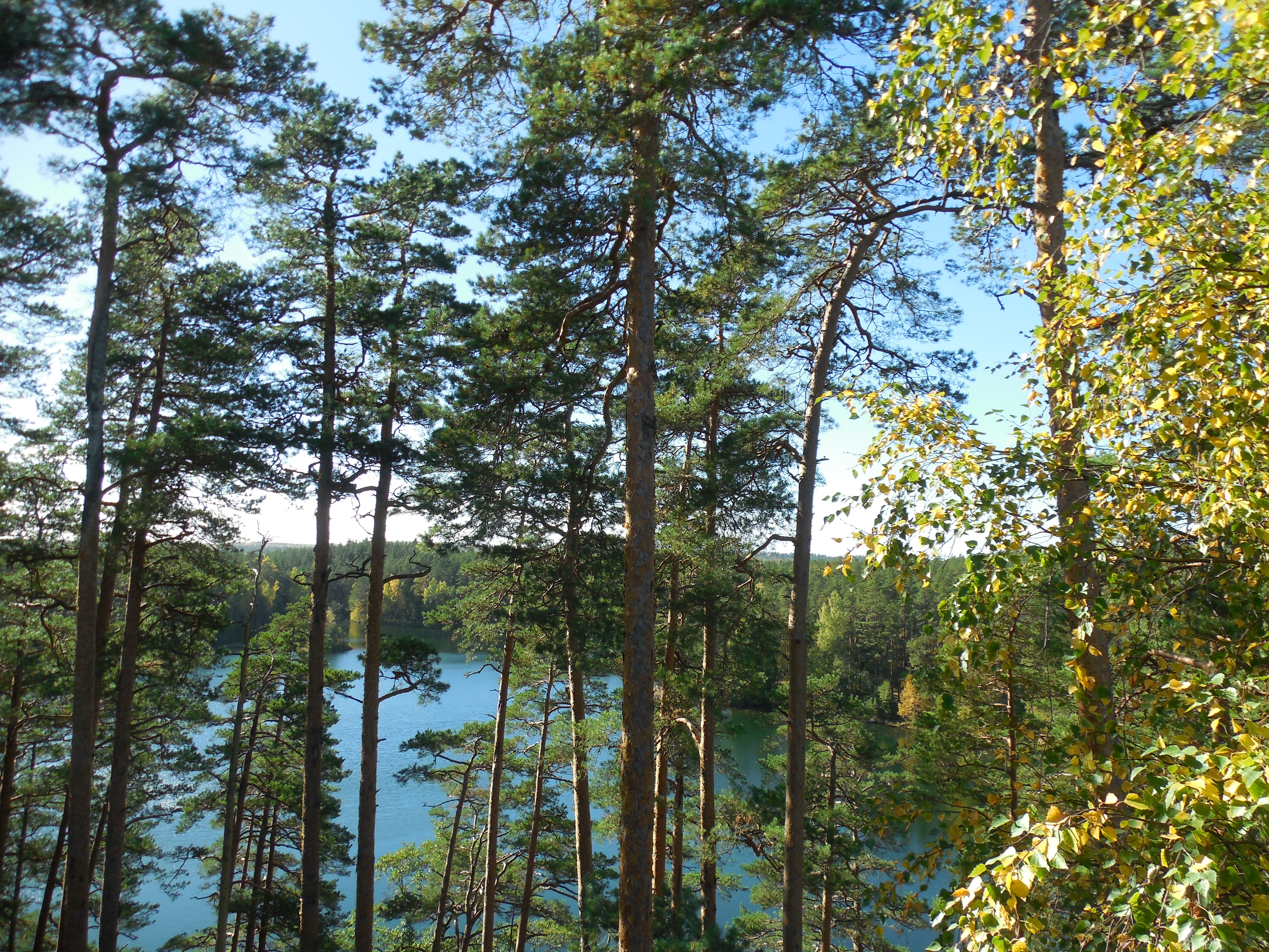Paukjärv vaatetornist