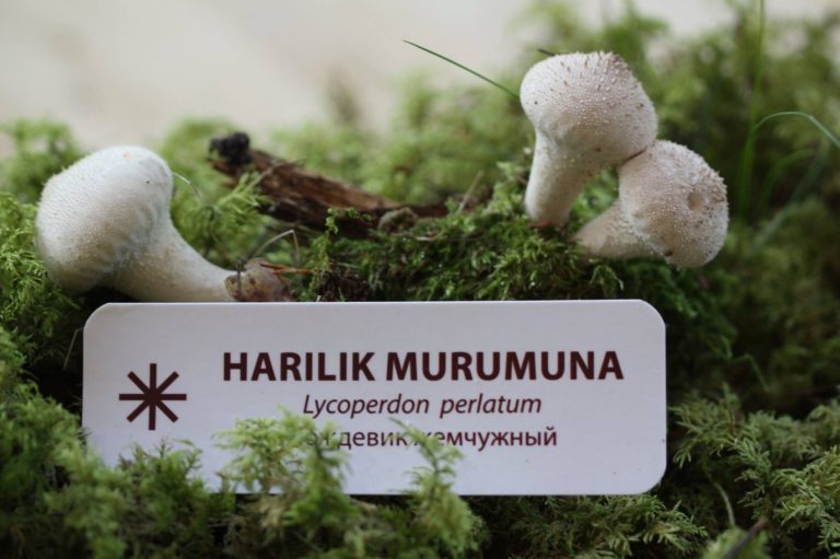 Seenenäitus “Seente mitu nägu” 10.-13.09.2019
