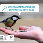 Läänemere Projekti tegevused aasta alguses – talvised linnuvaatlused ja seminarid