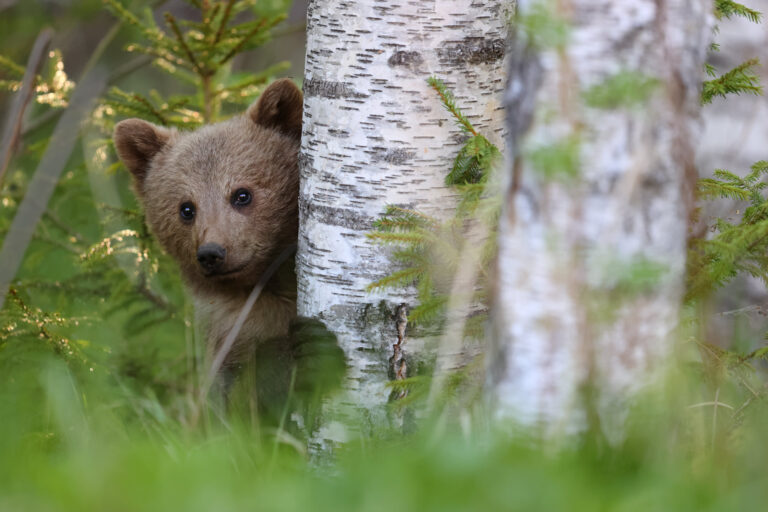 Võistluse “Looduse aasta foto 2020” auhinnatud tööd nüüd väljas