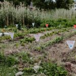 Aiandusteemaline fotokonkurss “Kasvades oma toiduga” ootab võistlustöid