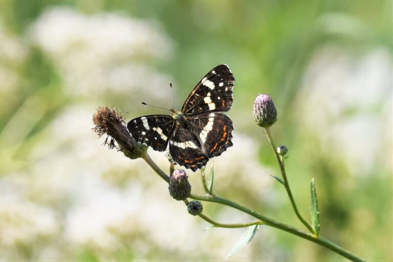 Eesti looduse 2026. tegijad