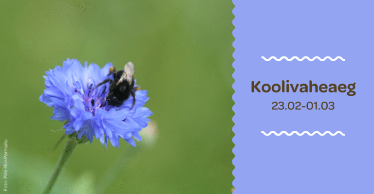 Huvikooli koolivaheaeg 23.veebruar – 1.märts