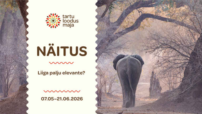 UUS NÄITUS: “Liiga palju elevante?”